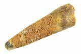 Fossil Spinosaurus Tooth - Real Dinosaur Tooth #353133-1